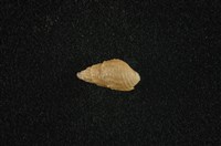 藏品(瘤蜷)的圖片